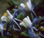Image of State Flower - The White and Lavender Columbine